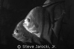 Atlantic Spadefish, common in South Florida.  Photo taken... by Steve Jarocki, Jr. 